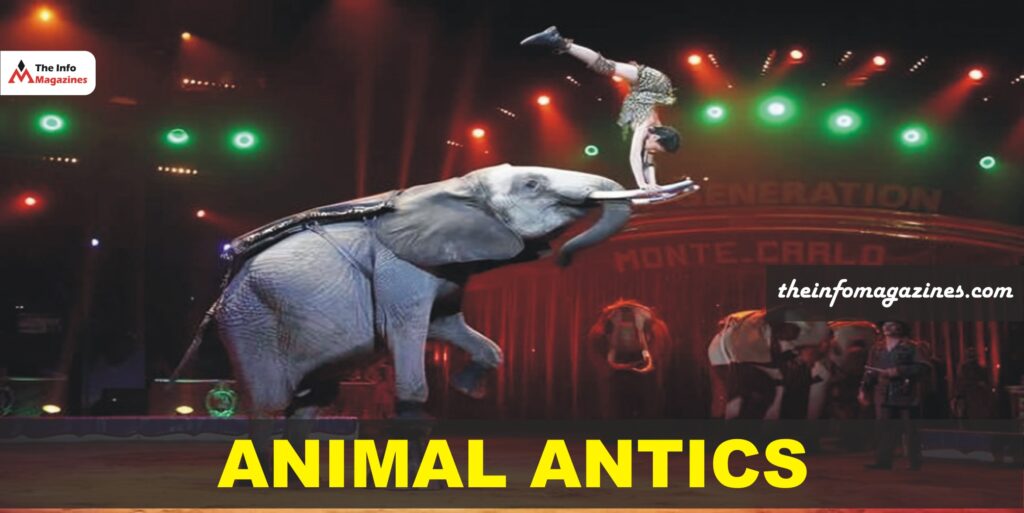 A man is stunning on the elephant in The   Niles   Garden   Circus